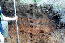 Soil sample being taken in Hamakua